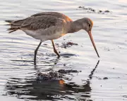 Silent Vigil: The Patient Wait for Norfolk's Elusive Black-Tailed Godwits