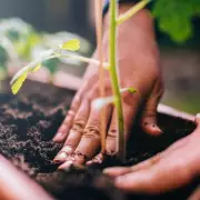 Six Must-Have Veggies to Sow in June for a Bountiful Harvest