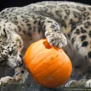 Snow Leopard's Pumpkin Pandemonium: Adorable Big Cat Goes Wild for Halloween Treat