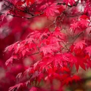 Spectacular Autumn Maple Tree Hits Garden Centre Sale - Don't Miss This Stunning Deal!