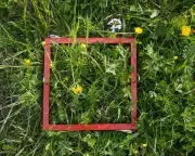 Swiss Alpine Meadows in Peril: New Study Reveals Shocking Biodiversity Decline