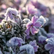 The £1.50 Garden Miracle: How a Simple Household Item Can Save Your Plants From Frost