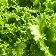 The Chef's Secret: How to Keep Lettuce Crisp for a Month With This Simple Storage Trick