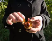 The Conker Unboxing Craze: Britain's Most Baffling Viral Trend Explained