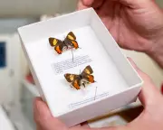 The Great Butterfly Heist: How a Collector Stole Thousands of Specimens from Australian Museums