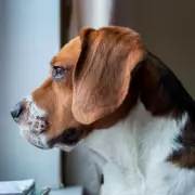 The Heartbreaking Truth: What Your Dog Really Does When Left Home Alone