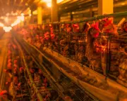 The Hidden Pandemic on Our Doorstep: How UK Farms Are Fueling Antibiotic Resistance