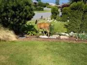 The Luxury Lizard Effect: Why Wealthy Suburbs Are Becoming Unexpected Wildlife Havens