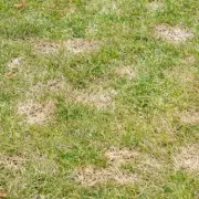 The One Simple Trick for a Perfectly Green Lawn This Autumn