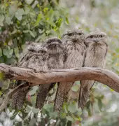 The Secret Lives of Tawny Frogmouths: Australia's Masters of Disguise Revealed