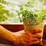 The Silent Garden Killer: UK Households Overlook This Crucial Step When Watering Plants