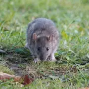 The Simple Household Ingredient That Sends Rats and Mice Running - Experts Reveal All