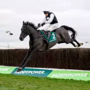 Third Time Lucki Tragedy: Cheltenham Festival Horse Death Sparks Welfare Outcry