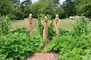 Three Sisters Gardening: The Ancient Native American Method Transforming UK Vegetable Patches