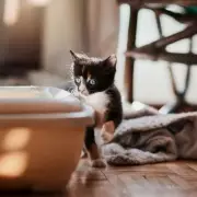 Three-Week-Old Kitten Rejected by Mother Finds Unlikely Surrogate in Family Dog