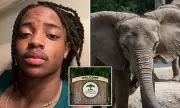 TikTok Prankster Faces Backlash After Dangerous Zoo Stunt at Pittsburgh Wildlife Park