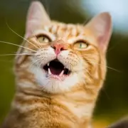 Toxic Cat Bite Nightmare: Brit's Holiday Turns to Horror After Feline Attack