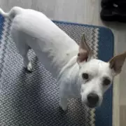 Tragic Dog Attack in Wales: Beloved Pet Put Down After Vicious Mauling Leaves Woman Hospitalised