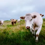 Tragic End for Retired NHS Nurse, 72, Trampled by Cattle on Country Walk