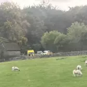 Tragic Tree Collapse Claims Man's Life During Stormy Weather in Wiltshire