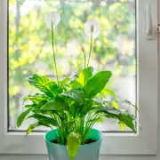 Transform Your Home Into a Health Oasis With These 5 NASA-Approved Plants