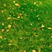 Transform Your Lawn Into a Lush Green Paradise With This Simple Coffee Grounds Trick