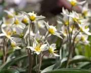 Transform Your Spring Garden: Create a Stunning Meadow with Wild Tulips