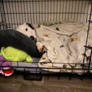 Traumatised Rescue Dog Waits 500 Days for Forever Home After Heartbreaking Past