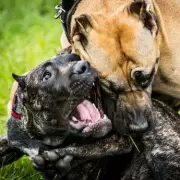 UK Dog Fighting Epidemic: Shocking Rise in Brutal Three-Hour Matches Revealed