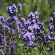 Unlock Lush Lavender Blooms: Expert Gardener Reveals Simple Trick for Healthier Plants