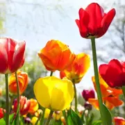 Unlock Stunning Spring Blooms: The Ultimate Guide to Planting Tulips Perfectly