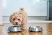 Urgent Pet Food Recall: Salmonella Risk Found in Popular UK Dog and Cat Products