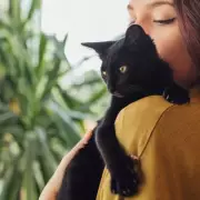 Urgent Warning for UK Cat Owners: Silent Killer Threatens Beloved Pets