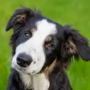 Vet Issues Urgent Warning To Dog Owners: This Common Walk Habit Could Be Deadly