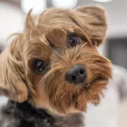 Vets Issue Urgent Vomiting Warning to UK Dog Owners: This Common Plant Could Be Deadly