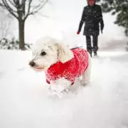 Vets Issue Urgent Warning: These 4 Deadly Plants Could Kill Your Pet This Spring