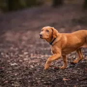 Vet's Urgent Warning: This Common Garden Plant Could Kill Your Dog Within Hours