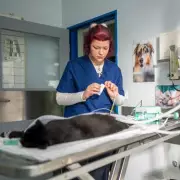 Vet's Urgent Warning: This Popular Dog Breed Faces Serious Health Risks