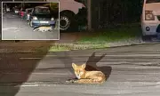 Village Under Siege: Furious Residents Claim Foxes Are Deliberately Damaging Cars in Co-ordinated Attacks