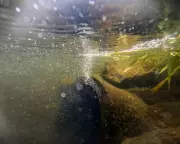 Water Bills Set to Surge: Ofwat Greenlights Major Price Hikes for Millions of UK Households