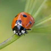 Where Have All the Spiders Gone? The Silent Disappearance from UK Homes Explained