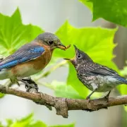 Why Birds Keep Coming Back to Your Garden: 7 Expert Secrets Revealed
