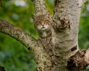 Wildlife Week Unveiled: Fierce Wildcats, Playful Seals and Grumpy Lionesses Captured on Camera