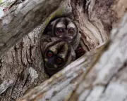 Wildlife Wonders: Tiger's Tube Journey, Crab Migrations & Highland Beavers Captivate Conservationists