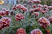 Winter Plant Protection: Your Essential Guide to Shielding Gardens from Frost Damage