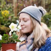 Winter Rose Revolution: Discover the Frost-Defying Flower That Blooms Through British Cold