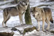 Wolf Packs Return: How Europe's Conservation Success Story Sparks New Tensions