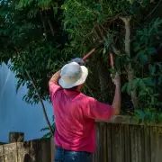 Your Neighbour's Tree Hanging Over Your Garden? Here's Your Legal Rights in the UK