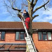 Your Ultimate Guide to Neighbour Tree Disputes: Know Your Rights Before You Cut