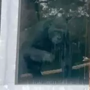 Zoo Chaos: Gorillas Smash Glass Enclosure in Terrifying Incident at UK Wildlife Park